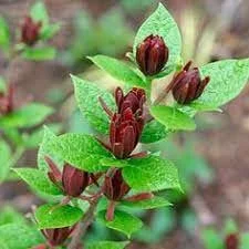 Carolina Allspice 'Sweetshrub' Live Plant - Quart Pot, Fragrant Outdoor Shrub - Image 4