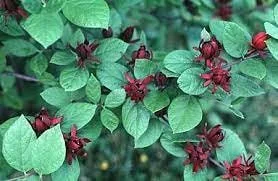 Carolina Allspice 'Sweetshrub' Live Plant - Quart Pot, Fragrant Outdoor Shrub - Image 1