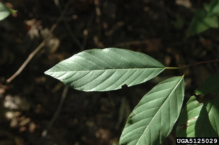 Carolina Buckthorn Live Plant (Frangula caroliniana) - 12-18 Inches Tall, Outdoor - Image 3