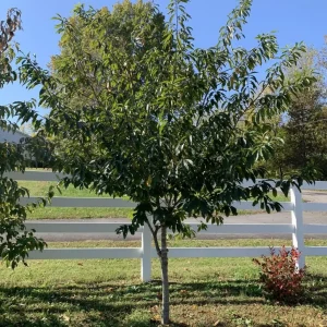 Carolina Buckthorn Live Plant (Frangula caroliniana) - 12-18 Inches Tall, Outdoor - Image 1