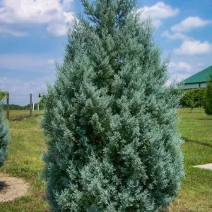 Carolina Cypress Tree Live Plant, 6" Tall in 4" Container, Evergreen - Image 1