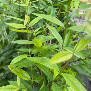 Carolina Jasmine Vine Live Plant – 1-2 ft Tall – 1 Gallon Pot – Outdoor - Image 2