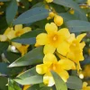 Carolina Jasmine Vine Live Plant – 1-2 ft Tall – 1 Gallon Pot – Outdoor - Image 1