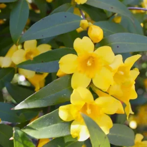 Carolina Jasmine Vine Live Plant – 1-2 ft Tall – 1 Gallon Pot – Outdoor - Image 1
