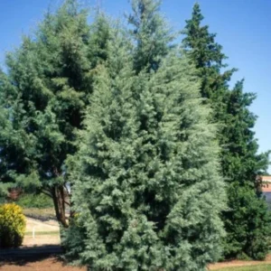 Carolina Sapphire Arizona Cypress Live Tree - 12-18