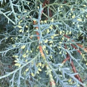 Carolina Sapphire Arizona Cypress Live Tree – 12-18 in Tall, Quart Pot, Outdoor - Image 2