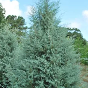 Carolina Sapphire Arizona Cypress Live Tree – 12-18 in Tall, Quart Pot, Outdoor - Image 3