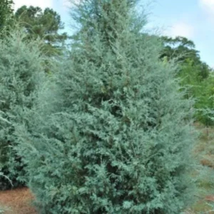 Carolina Sapphire Arizona Cypress Live Tree - 12-18" Tall, 1qt Pot - Evergreen Outdoor - Image 1