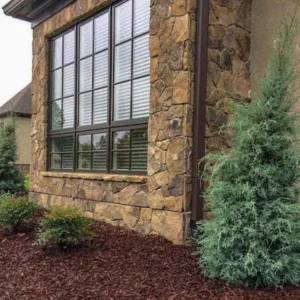 Carolina Sapphire Arizona Cypress Live Tree – 12-18 in Tall, Quart Pot, Outdoor - Image 5