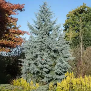 Carolina Sapphire Arizona Cypress Live Tree – 12-18 in Tall, Quart Pot, Outdoor - Image 1