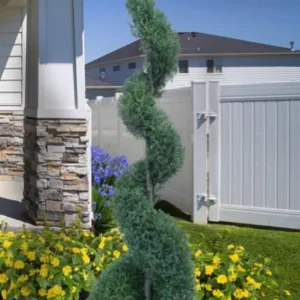 Carolina Sapphire Arizona Cypress Live Tree – 12-18 in Tall, Quart Pot, Outdoor - Image 7