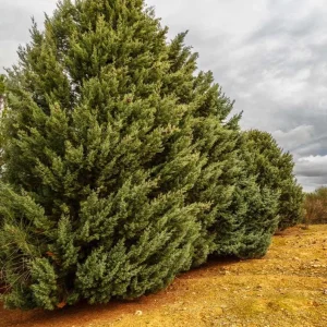 Carolina Sapphire Cypress Live Plant, Quart Pot, Fast Growing Evergreen Tree, Outdoor - Image 2