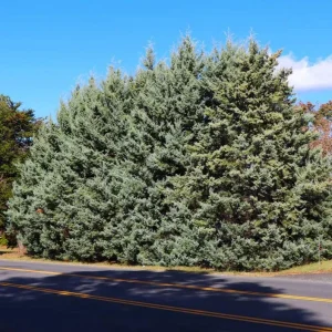 Carolina Sapphire Cypress Live Plant, Quart Pot, Fast Growing Evergreen Tree, Outdoor - Image 4