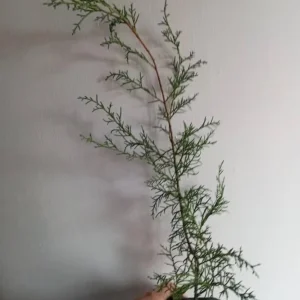 Carolina Sapphire Cypress Live Plant, Quart Pot, Fast Growing Evergreen Tree, Outdoor - Image 5