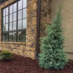 Carolina Sapphire Cypress Live Plant, Quart Pot, Fast Growing Evergreen Tree, Outdoor - Image 6