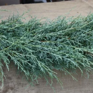 Carolina Sapphire Cypress Live Plant, Quart Pot, Fast Growing Evergreen Tree, Outdoor - Image 7