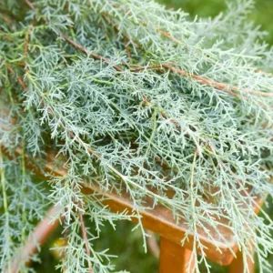 Carolina Sapphire Cypress Live Plant, Quart Pot, Fast Growing Evergreen Tree, Outdoor - Image 8