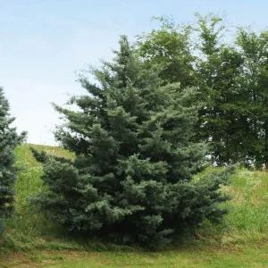 Carolina Sapphire Cypress Live Plant, Quart Pot, Fast Growing Evergreen Tree, Outdoor - Image 1