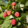Caroline Red Raspberry Live Plant - 2 Pack, 4-6" Tall, Everbearing Fruiting Bush - Image 1