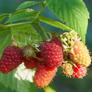 Caroline Red Raspberry Live Plant - 2 Pack, 4-6