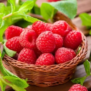 Caroline Red Raspberry Live Plant - 2 Pack, 4-6