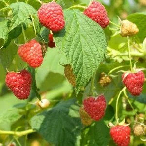Caroline Red Raspberry Live Plant - 2 Pack, 4-6