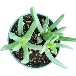 Carpobrotus edulis Hottentot Fig Ice Plant Succulent Live Plant - Image 2