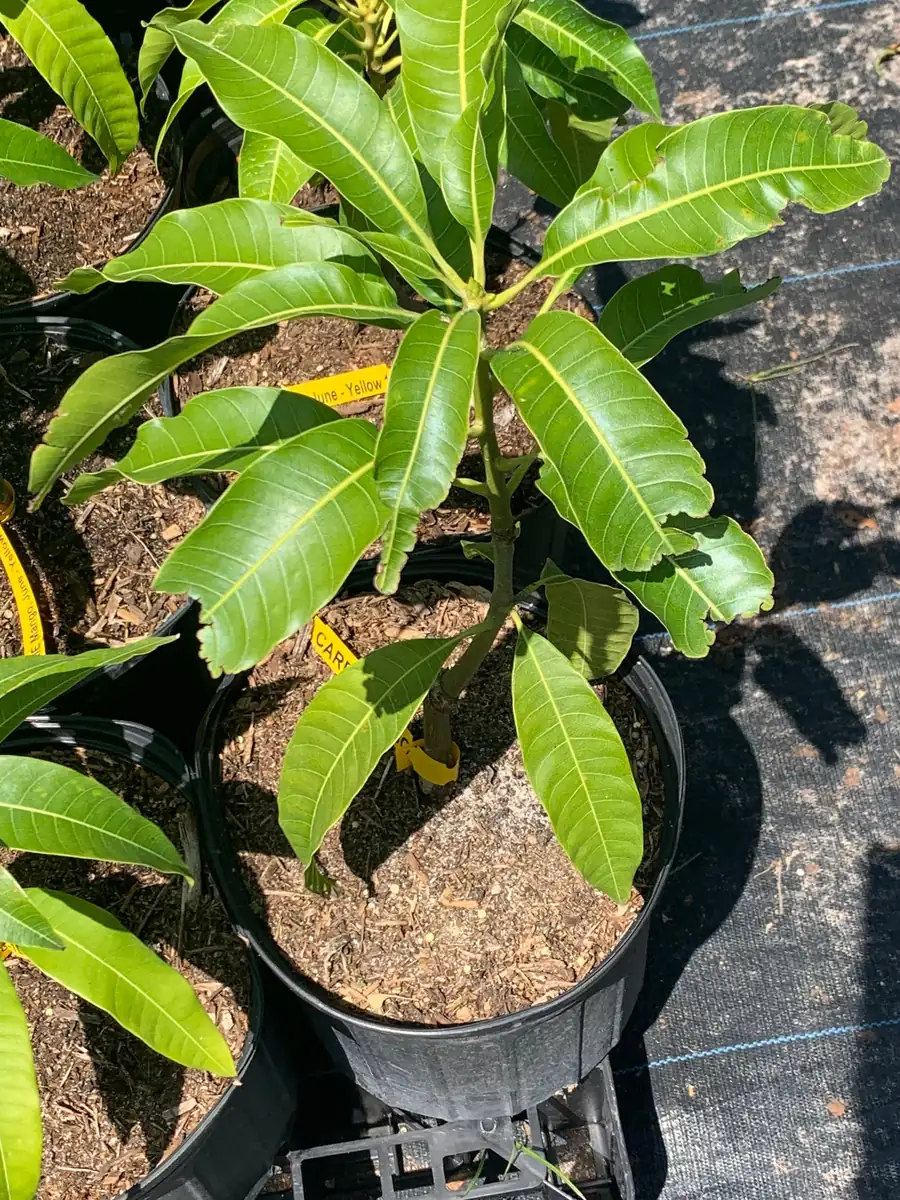 Carrie Dwarf Mango Tree Live Plant - Grafted Tropical Fruit Tree - 3 Gallon Pot - Image 1