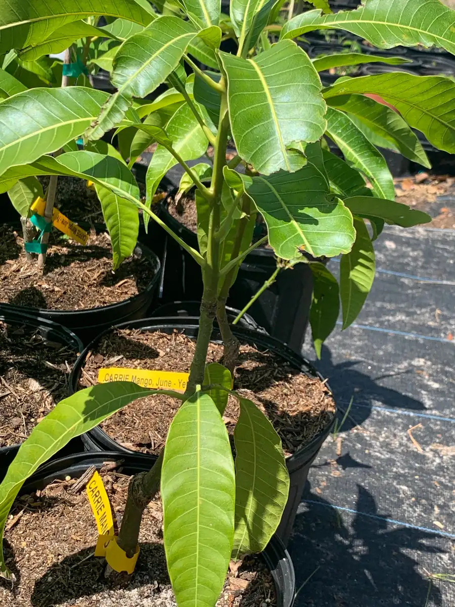 Carrie Dwarf Mango Tree Live Plant - Grafted Tropical Fruit Tree - 3 Gallon Pot - Image 3