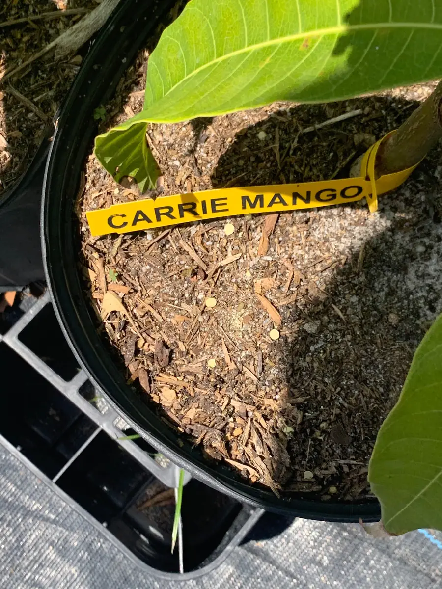 Carrie Dwarf Mango Tree Live Plant - Grafted Tropical Fruit Tree - 3 Gallon Pot - Image 5