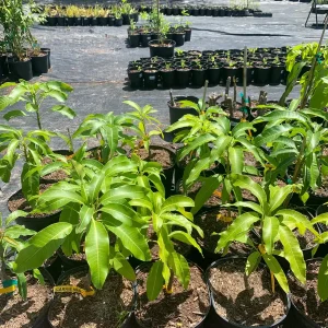Carrie Dwarf Mango Tree Live Plant - Grafted Tropical Fruit Tree - 3 Gallon Pot - Image 6