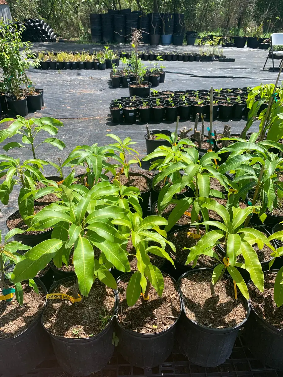 Carrie Dwarf Mango Tree Live Plant - Grafted Tropical Fruit Tree - 3 Gallon Pot - Image 6