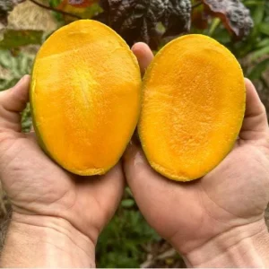 Carrie Mango Live Plant - Grafted Tropical Fruit Tree 12-18