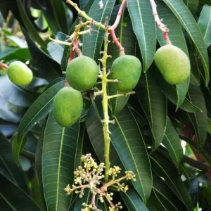 Carrie Mango Live Plant - Grafted Tropical Fruit Tree 12-18