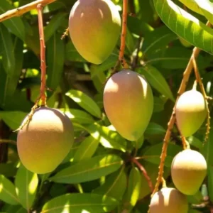 Carrie Mango Live Plant - Grafted Tropical Fruit Tree 12-18" Tall - Sweet Mangifera Indica - Image 1