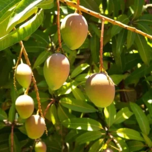 Carrie Yellow Mango Live Plant - Tropical Fruit Tree Starter - 8-12