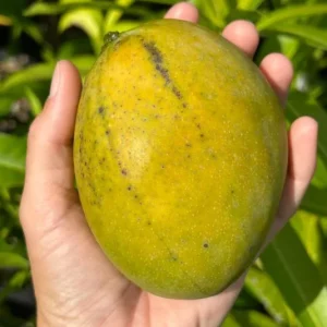 Carrie Yellow Mango Live Plant - Tropical Fruit Tree Starter - 8-12