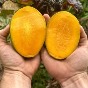 Carrie Yellow Mango Live Plant - Tropical Fruit Tree Starter - 8-12