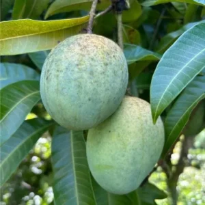 Carrie Yellow Mango Live Plant - Tropical Fruit Tree Starter - 8-12