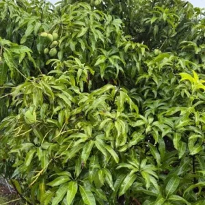 Carrie Yellow Mango Live Plant - Tropical Fruit Tree Starter - 8-12