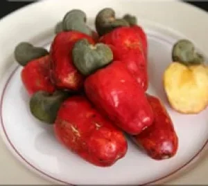 Cashew Live Plant – 2 to 3 feet Tall – Fruit Tree in 3 Gallon Pot - Image 1