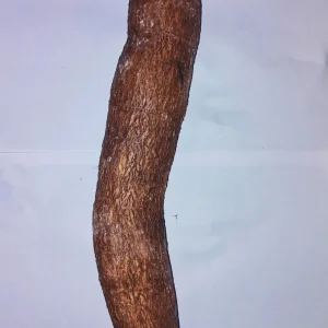 Cassava Edible Roots - Manihot esculenta Yuca Manioca - Fresh Harvest - Image 2