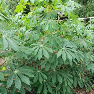 Cassava Edible Roots - Manihot esculenta Yuca Manioca - Fresh Harvest - Image 3