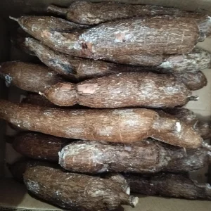 Cassava Edible Roots - Manihot esculenta Yuca Manioca - Fresh Harvest - Image 1