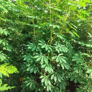 Cassava Edible Roots - Manihot esculenta Yuca Manioca - Fresh Harvest - Image 4