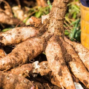 Cassava Yuca Cuttings - Set of 5, 3-5
