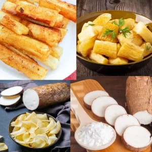 Cassava Yuca Cuttings - Set of 5, 3-5