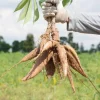 Cassava Yuca Cuttings - Set of 5, 3-5" Tall - Manihot Esculenta Live Plant for Home Gardening - Image 1