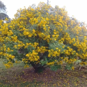 Cassia Bicapsularis Live Plant – Yellow Butterfly Bush – 3-8