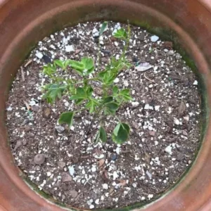 Cassia Bicapsularis Live Plant – Yellow Butterfly Bush – 3-8